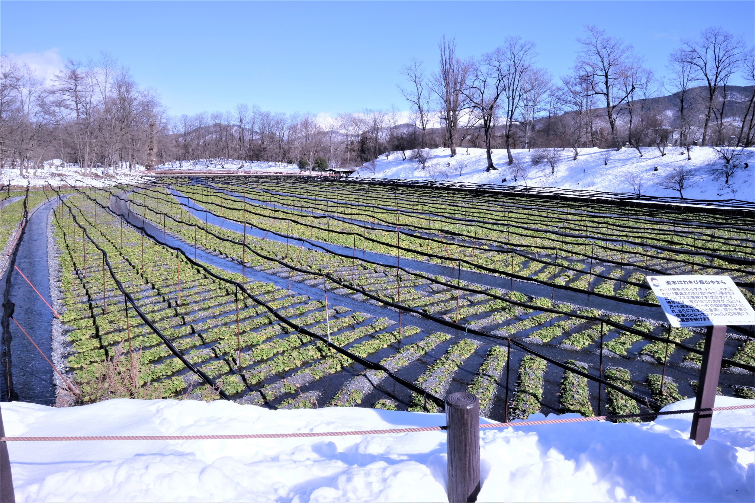 长野县自由行日本阿尔卑斯观光都市安昙野盐尻之美食美酒之旅